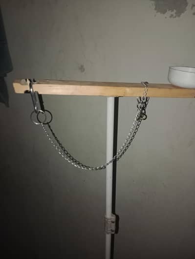 parrot stand with foot chain