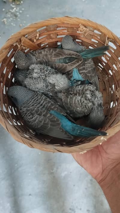 Combo BFBW Budgies for Sale