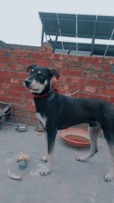 Doberman Puppies | Dog Puppy | Doberman Puppy For Sale