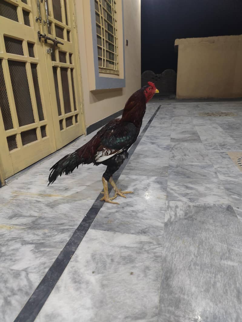 outclass lakha patha 0