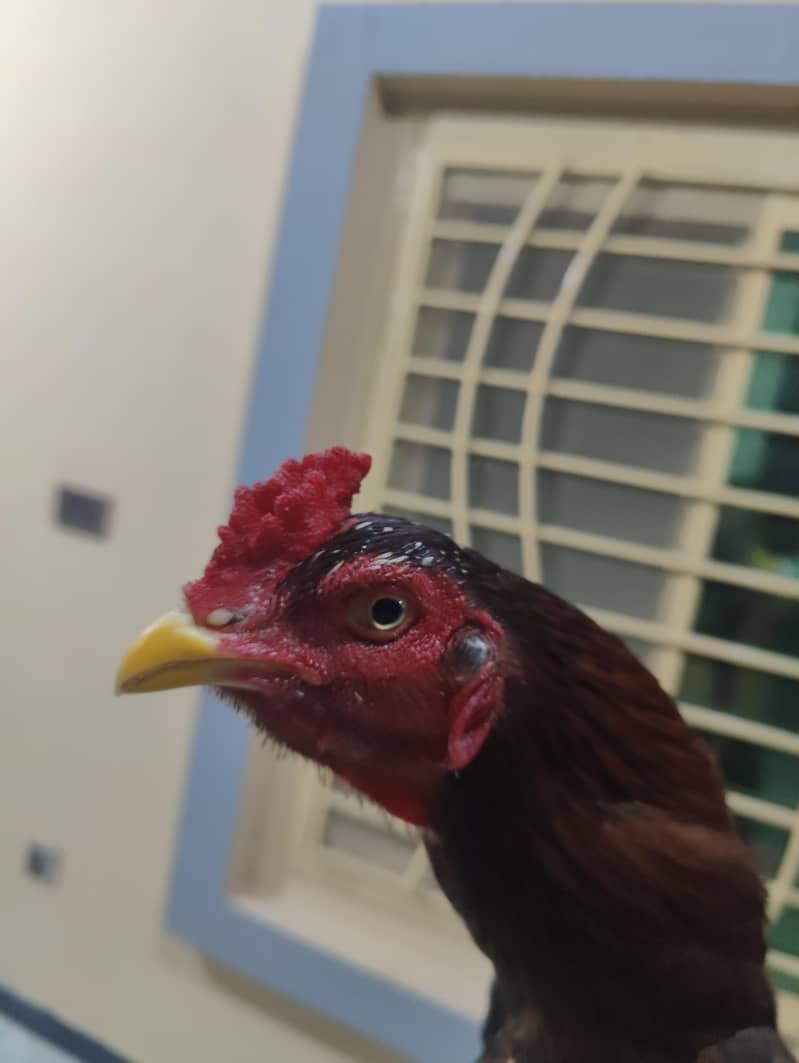 outclass lakha patha 1