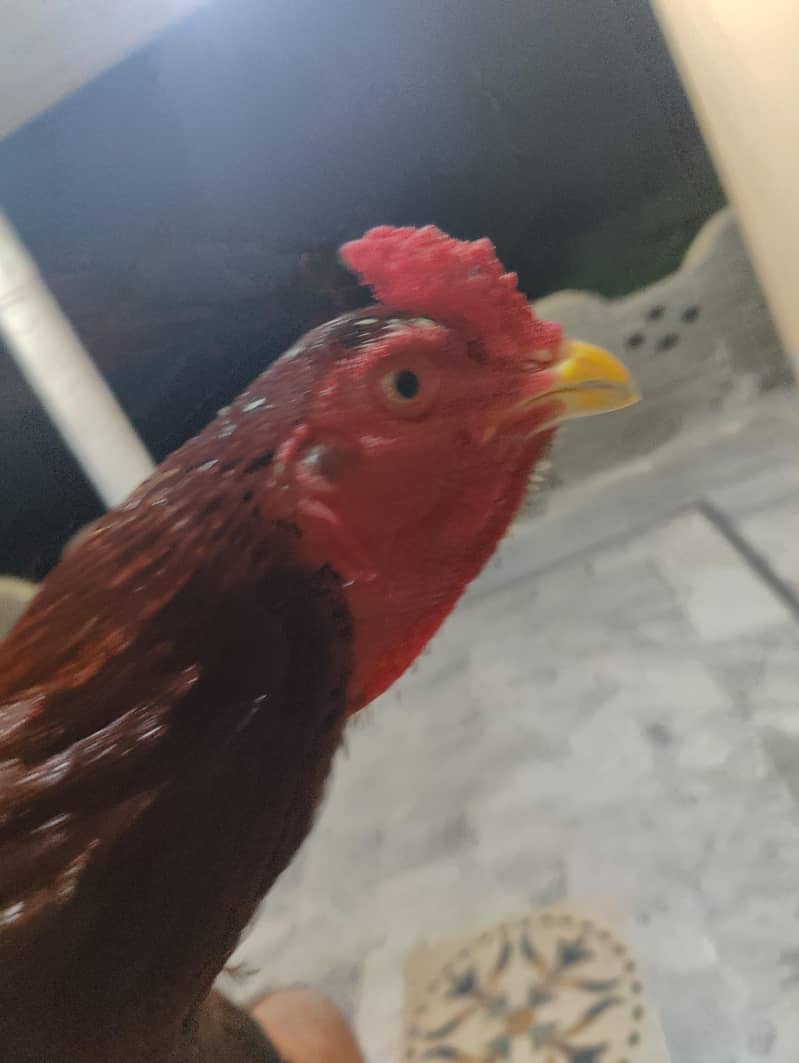 outclass lakha patha 2