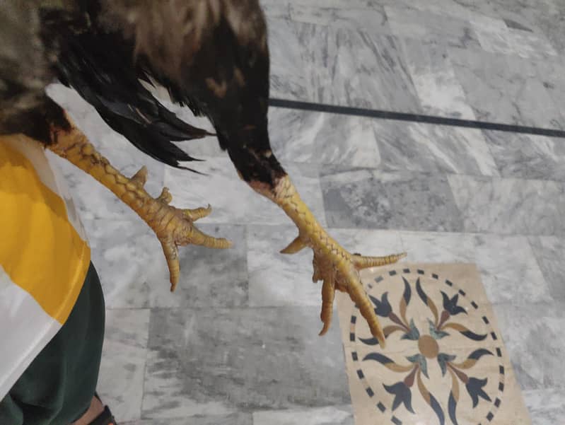 outclass lakha patha 3