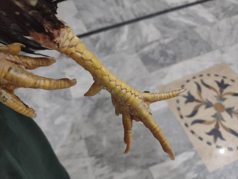 outclass lakha patha 4