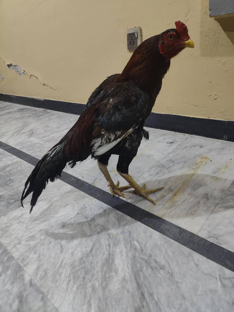 outclass lakha patha 5