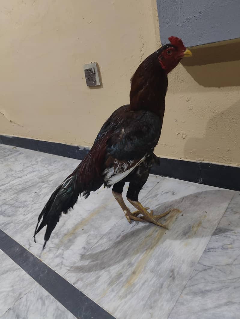 outclass lakha patha 6