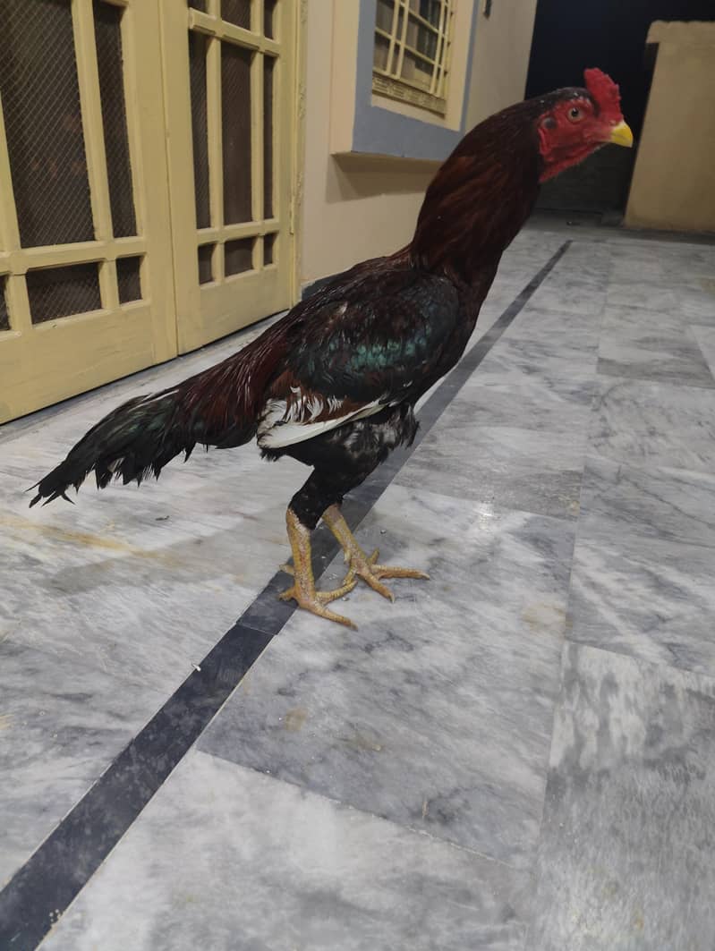 outclass lakha patha 7