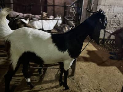 khassi bakra for qurbani 2026