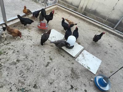 6 Australorp And 6 Desi Murghi And 1 Murgha