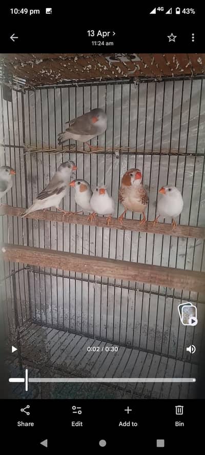 Crested and Jumbo Size Finches