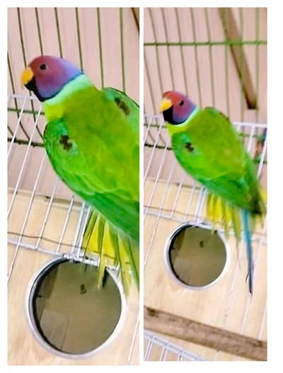 Urgent Sale Plumhead Parrot Breeder Pair