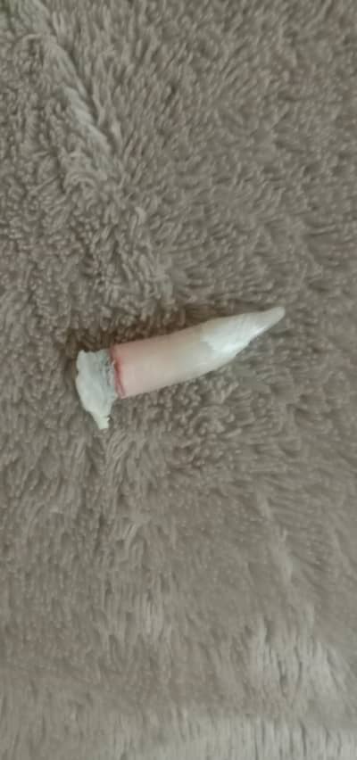 aseel murghay ka keel