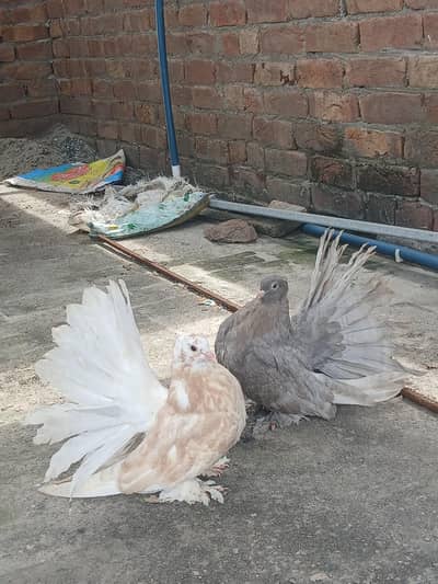 American almond chick's  for sale