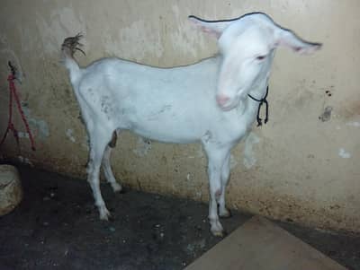 Gulabi Tedda Bakra or Teddy Bakri