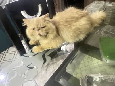 Persian Male and Female