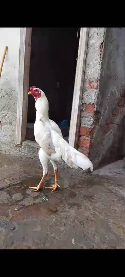 Paper white shamo pair or chicks