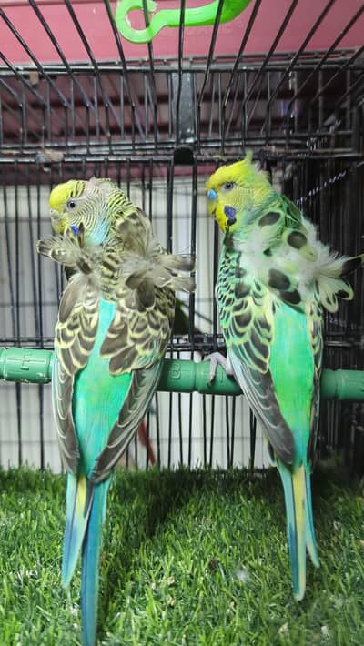 Hogoromo breeder pair