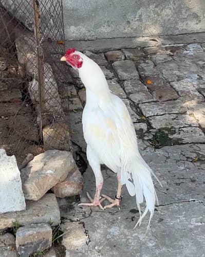 white heera hain oper sa pela hain nok boski hain nali white hy