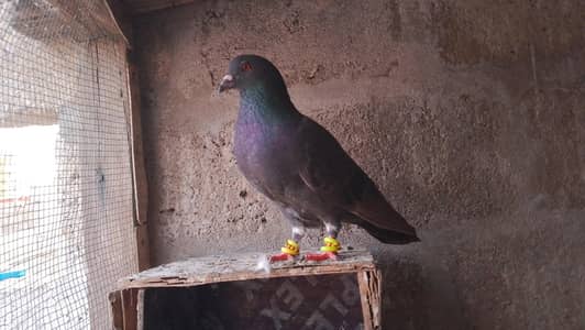 pigeon for sale