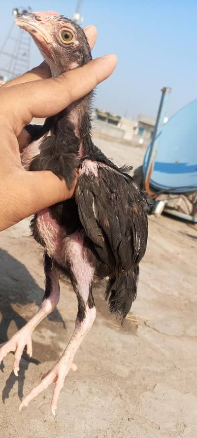 Mushka Lasani & Shamo Aseel Chicks Madi Murgi Patha Murga 03098573144