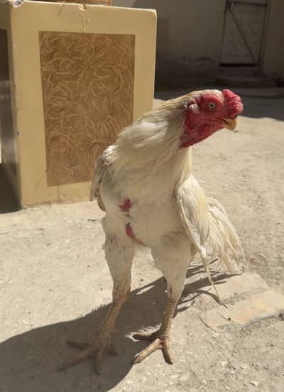 Shamo and parrotbeak + eggs also available