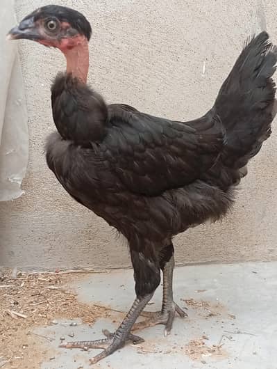 ganji misri female in low price