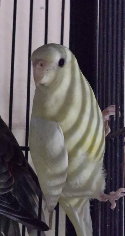 Lutino Split orange opaline  Rump Jevunile Female(read full ad)