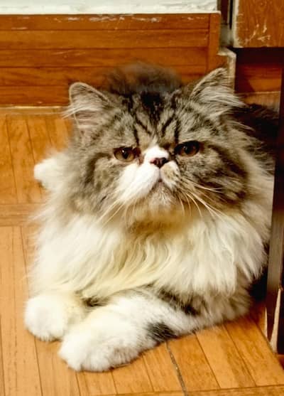 peki male  available for (mating) (stud) only