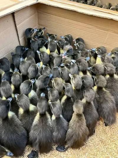 Masallah golden misri chicks or duck chicks available or fancy chicks