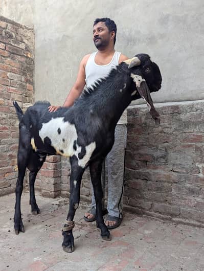 Bakra breeder