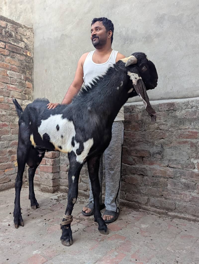 Bakra breeder 0