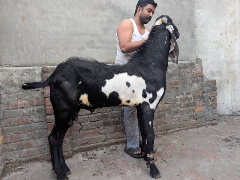 Bakra breeder 1
