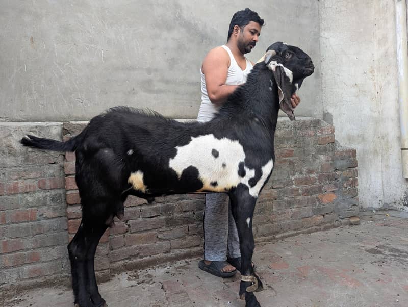Bakra breeder 2