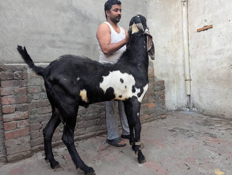 Bakra breeder 3