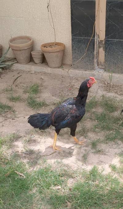 Healthy 7 Months Old Hens for Sale