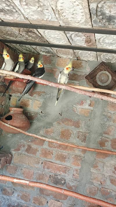 5 piece cockatiel for sale