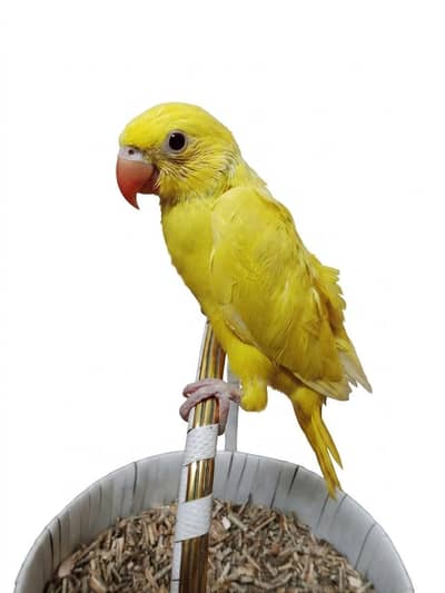 Ringneck buttercup, yellow, conure, cocktail for hand tame