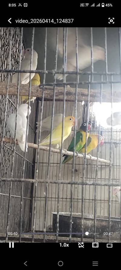 Rainbow pairs n albino split red eyes