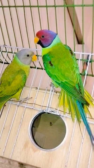 Urgent Sale Plumhead Parrot Breeder Pair