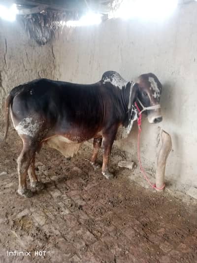 Qurbani ke liaye tayar bachra