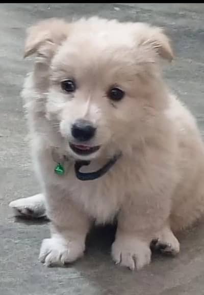 Pure Russian Male Puppy – 1 Month Old