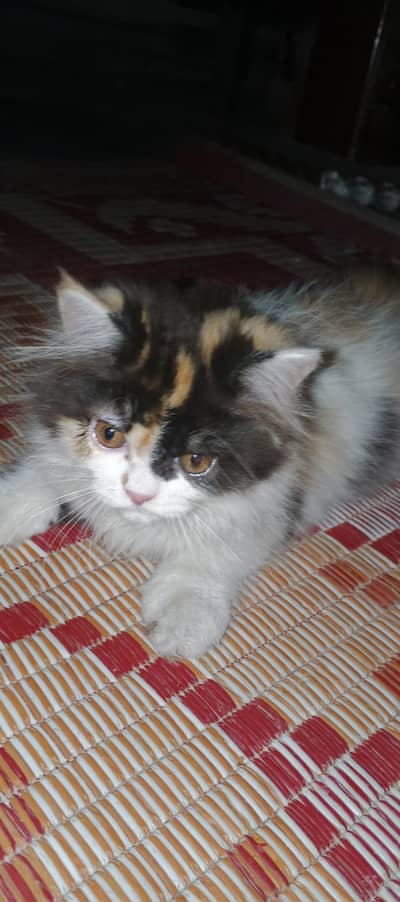 Persian Cat 3 month baby