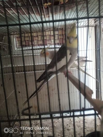 all pair are breeder argent sale only serious buyer contact