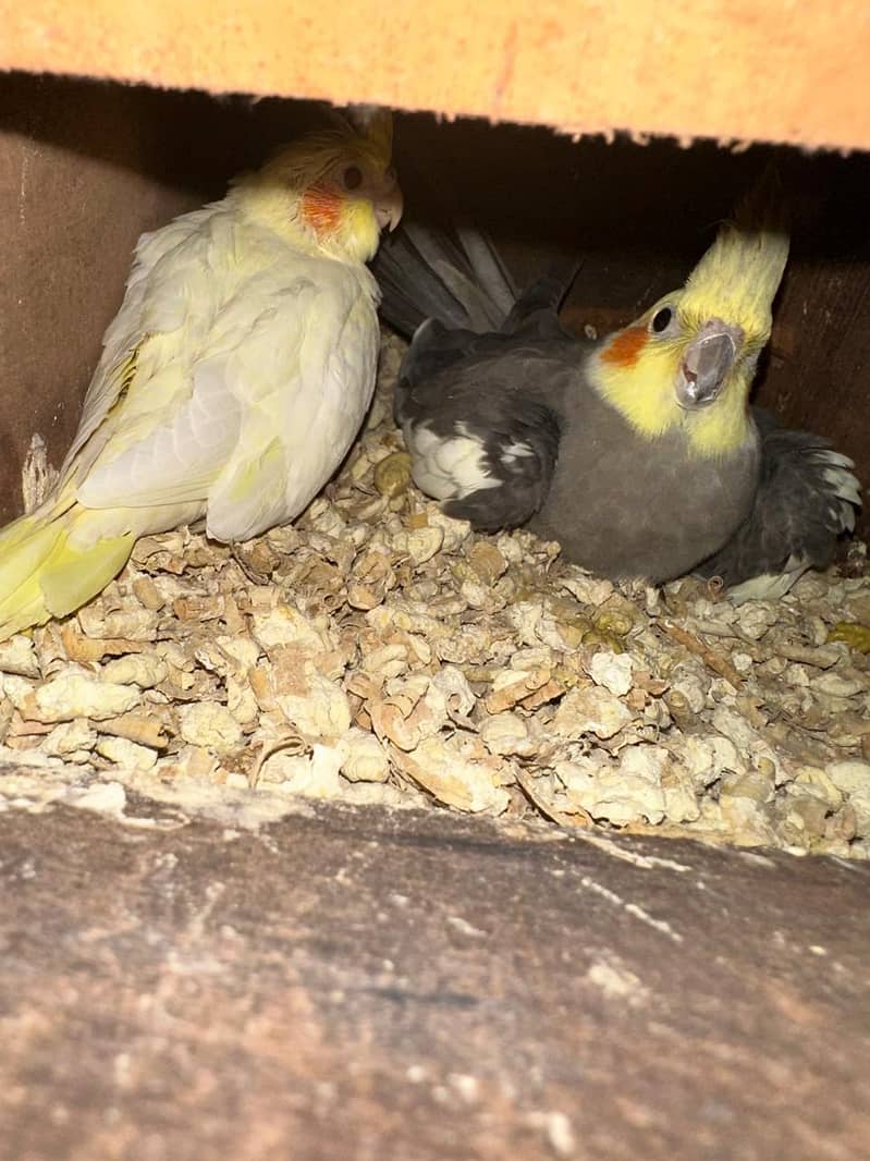 cocktail breader pair 4