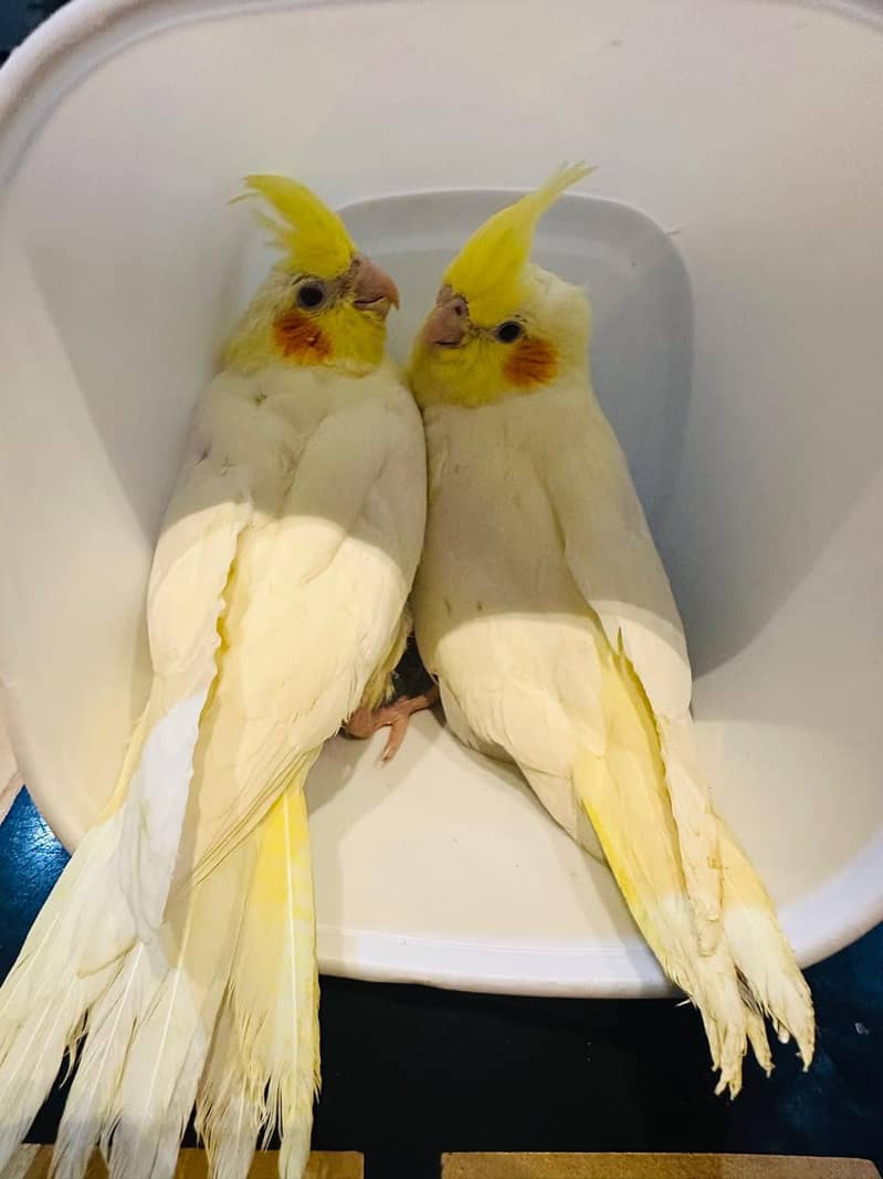 cocktail breader pair 5