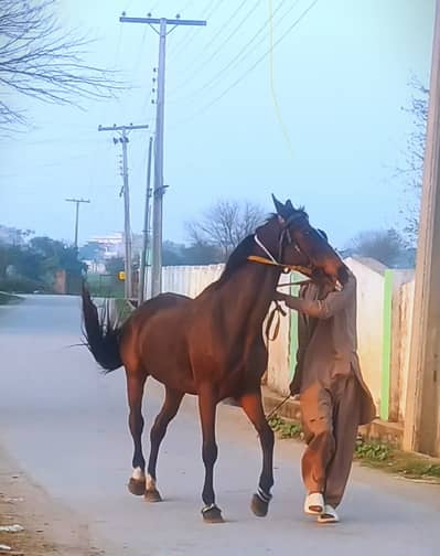 2 Pregnant ghoori 64/62 inch 2 wacheria 57 inch mushki