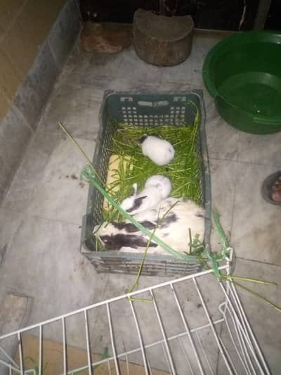 rabbit with 2 babies