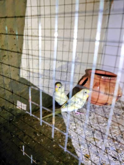 2 chota chick hn fly nhi kr sakta feed krta hn or 4 bara hn