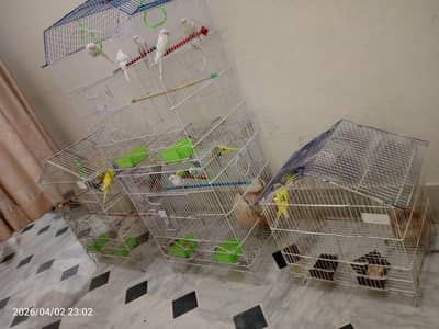 Birds cages
