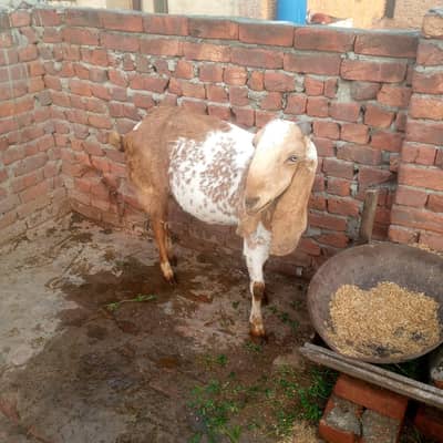 MashAllah bht achi bakriya 03219668949 call what's up